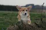 CORGI PEMBROKE 1387